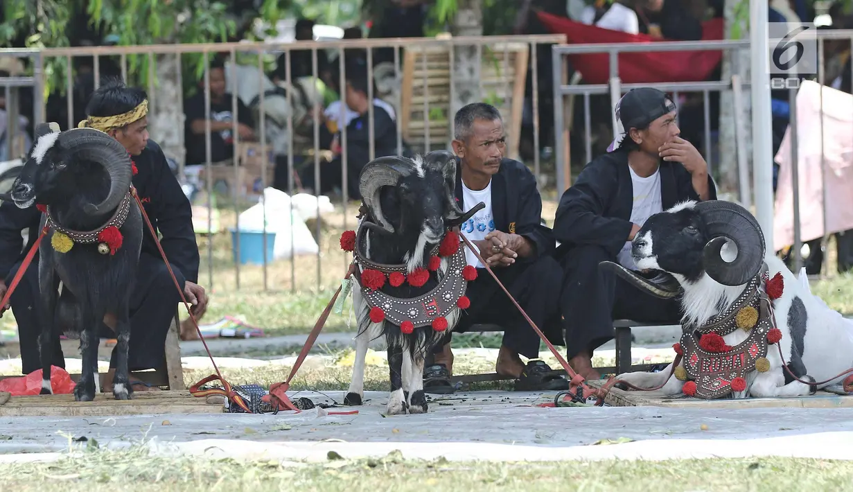 Peserta bersama dombanya bersiap mengikuti ketangkasan domba Garut dalam acara jambore peternakan nasional 2017 di Buperta Cibubur, Jakarta, Sabtu (23/9). Ketangkasan domba Garut diikuti sebanyak 160 ekor domba. (Liputan6.com/Herman Zakharia)