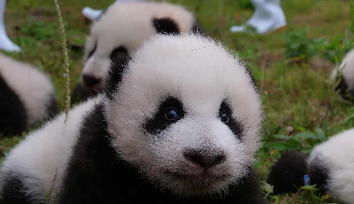 Ekspresi anak panda saat terbaring di tanah di Bifengxia Base of China Conservation and Research Centre of the Giant Panda di Wenchuan, provinsi Sichuan, China 913/10). Laju kelahiran Panda sedang ditingkatkan di China. (AFP Photo/Str/China Out)
