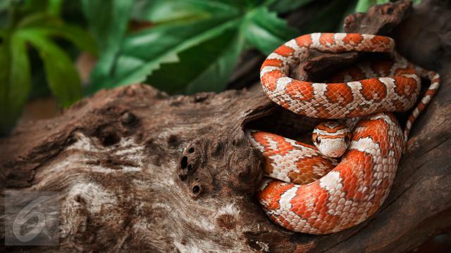 Benarkah Ada Kerajaan Ular Di Bawah Kota Semarang Regional Liputan6 Com