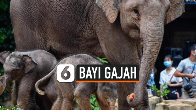 TV Gajah
