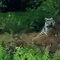 Harimau yang menyerang karyawati kebun sawit sempat menampakkan diri tepat di depan warga yang mencuci beberapa waktu lalu. (Liputan6.com/M Syukur)