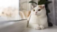 Ilustrasi kucing. Photo by Freepik