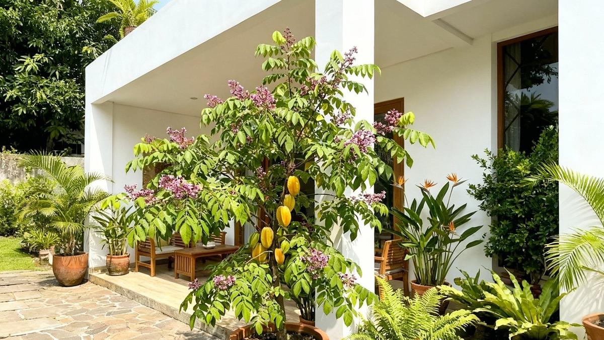 10 Tanaman Buah yang Tahan Panas untuk Teras, Hasil Panen Segar dan Mudah Dirawat