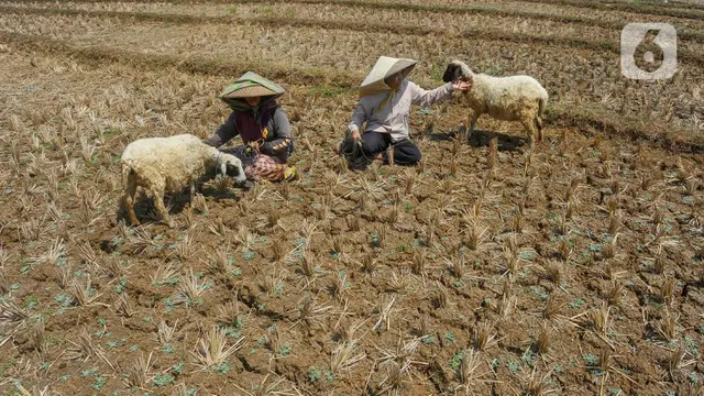 Kemarau Panjang Akibat El Nino
