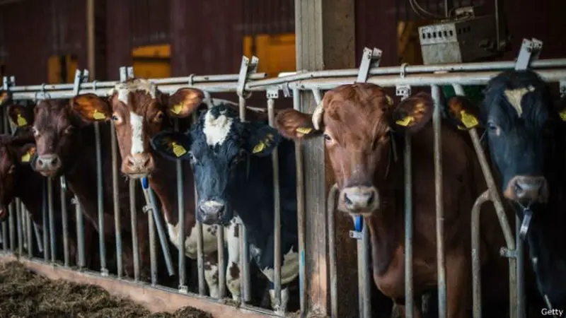 Hati-hati, Punya Daging Sapi di India Diancam Penjara 5 Tahun