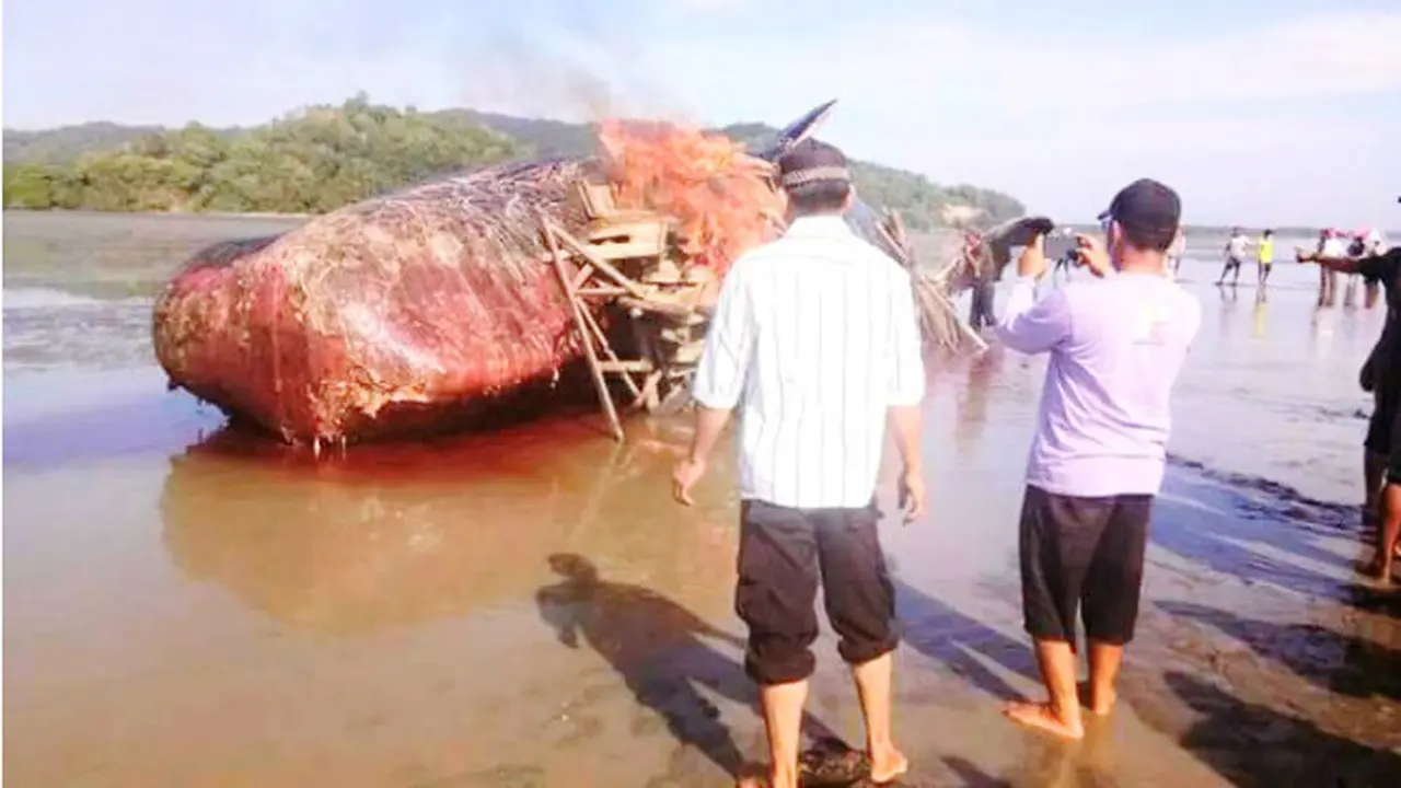 Bangkai Paus Sperma Dibakar