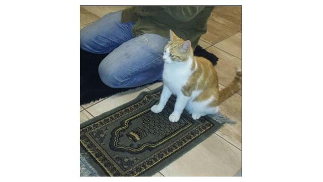 Tingkah kucing seperti manusia (Sumber: twitter/agsprnmx)