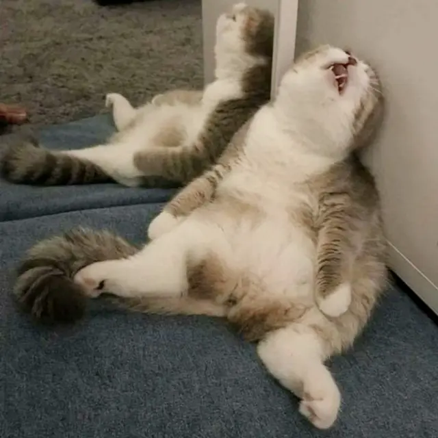 kucing tidur