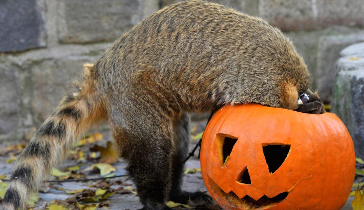 Seekor coati (Nasua nasua) memasukkan kepalanya ke dalam labu yang diukir untuk mencari makan, beberapa hari sebelum perayaan Halloween, di kebun binatang Budapest, Hungaria, 28 Oktober 2017. (Attila Kovacs / MTI via AP)