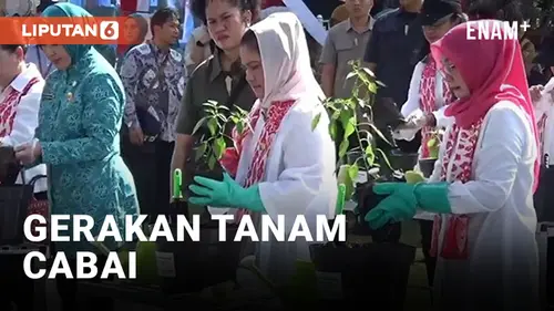 VIDEO: Ibu Negara Iriana Joko Widodo Membuka Gerakan Tanam Cabai Serentak Se-Indonesia