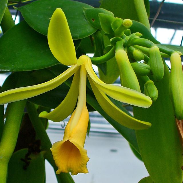 Daftar Harga Tanaman Vanili Bulan Mei 2021 Terbaru