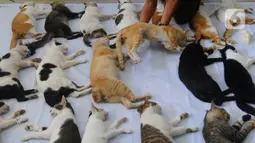 Sebanyak 150 kucing lokal disterilisasi pada acara yang diselenggarakan oleh Suku Dinas Ketahanan Pangan, Kelautan dan Pertanian (Sudin KPKP) Jakarta Selatan. (merdeka.com/Arie Basuki)