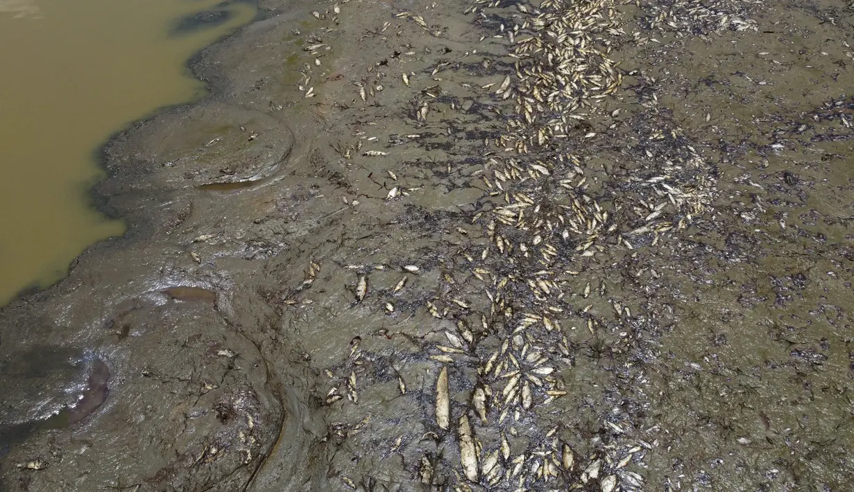 Permukaan sungai yang rendah dan air yang lebih panas telah membunuh banyak ikan yang terlihat mengambang di permukaan sungai, mencemari air minum, Menteri Lingkungan Hidup Marina Silva. (AP Photo/Edmar Barros)