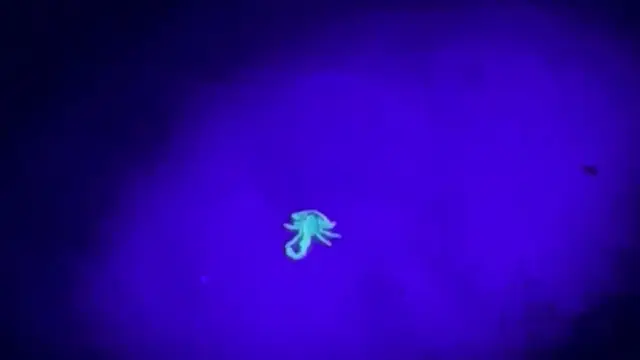 Kalajengking disinari ultraviolet  di gurun pasir Dubai saat malam hari. [Safira/DET]