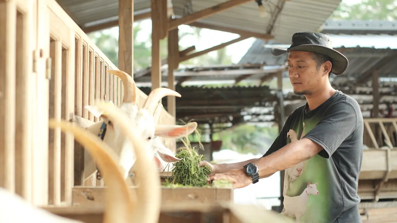 Kambing unggul jenis Saanen, di kelompok dampingan Kemenkop UKM, Kelompok Ternak Akar Rumput, Cilacap. (Foto: Liputan6.com/Muhamad Ridlo)