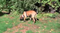 Rekaman Respons Anjing Menginjak Rumput Pertama Kali