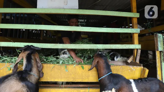 FOTO: Harga Kambing Tinggi Akibat Wabah PMK