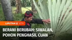 Terpuruk akibat pandemi Covid-19, warga Desa Gagah di Kabupaten Pamekasan punya cara agar perekonomian desanya meningkat. Ada sebuah pohon yang diolah warga desa menjadi berbagai macam kerajinan hingga minuman kopi. Inilah Berani Berubah.