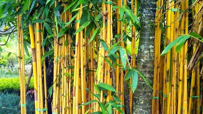 Selain sebagai penghias taman atau pagar rumah, Bambu Kuning dipercaya mampu menolak maling atau pencuri. Konon, kekuatannya semakin bertambah jika ditanam berdampingan dengan Tebu Ireng. (Istimewa)