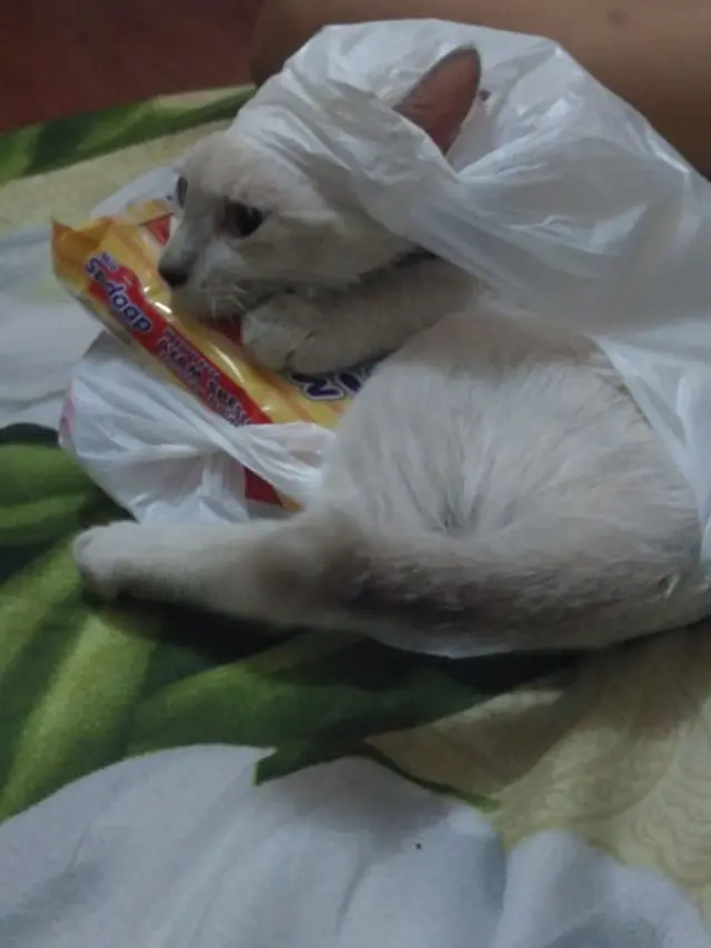 6 Kelakuan Nyeleneh Kucing saat di Dalam Plastik Ini Bikin Ketawa Geli