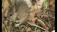 "Lebih 1.000 tikus berkeliaran, sangat menjijikkan," kata seorang penduduk.