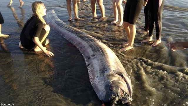 910 Gambar Hewan Laut Apa Yang Biasanya Menjadi Motif Baju Pantai Gratis