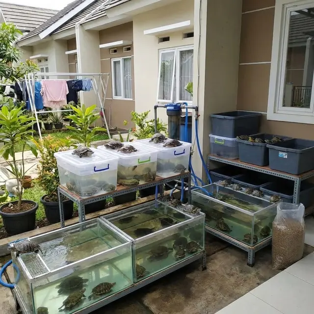 Usaha Ternak untuk Rumah Tipe 36