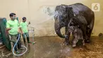 Keeper memandikan induk gajah betina bernama Nina dan bayi gajah bernama Covid, yang berusia 1 bulan di Taman Safari Indonesia Cisarua, Bogor, Jawa Barat, Rabu (27/5/2020). Bayi Gajah Covid yang lahir pada Selasa (28/4) mendapat perawatan rutin selama pandemi. (Liputan6.com/Fery Pradolo)