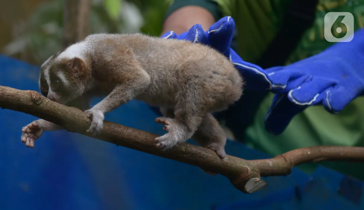 Penjaga satwa melepasliarkan Kukang Jawa (Nycticebus javaicus) di kawasan Taman Nasional Halimun Salak (TNGHS), Jawa Barat, Sabtu (6/11/2021). Sebanyak 10 ekor Kukang Jawa dikembalikan ke habitat asalnya dalam rangka peringatan Hari Cinta Puspa dan Satwa Nasional. (merdeka.com/Imam Buhori)