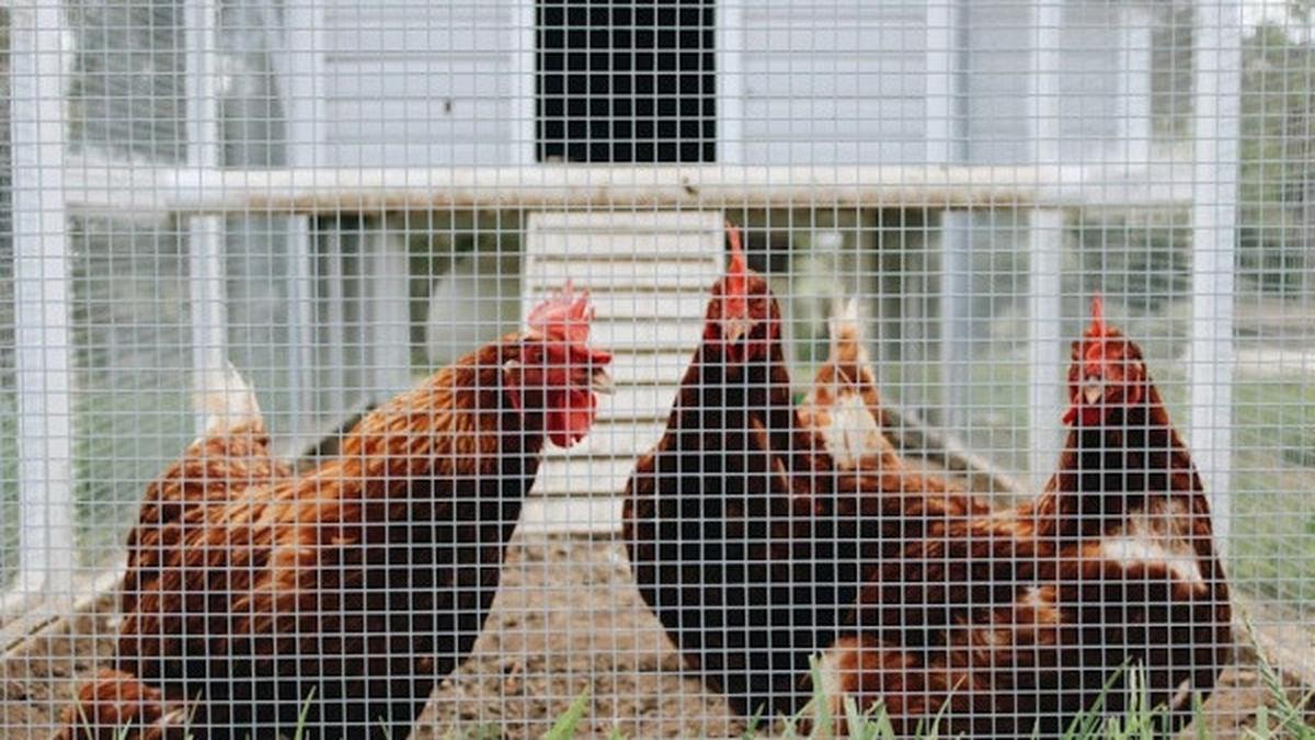 Cara Membuat Kandang Ayam Mini dari Ember Cat, Aman dan Dukung Kenyamanan Peliharaan