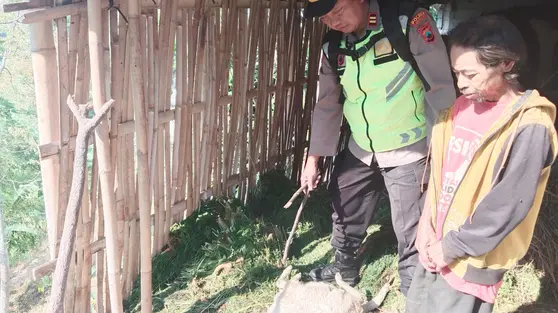 Kambing-Kambing Warga di Lereng Gunung Lawu Mati Misterius