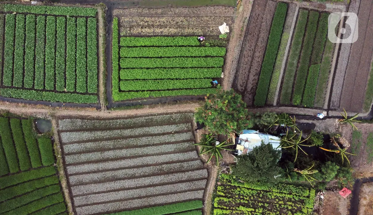 Foto udara aktivitas petani di lahan garapan kawasan Papanggo, Jakarta Utara, Rabu (1/12/2021). Para petani di kawasan tersebut menggantungkan hidup dengan menyewa lahan garapan untuk bercocok tanam sayuran seperti kangkung, bayam, ubi, dan daun kemangi. (Liputan6.com/Helmi Fithriansyah)