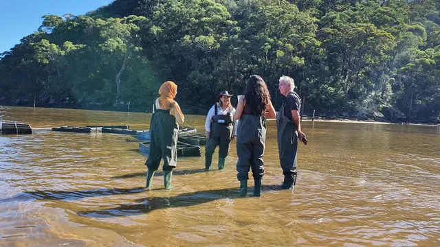 Sydney Oyster Farm Tour