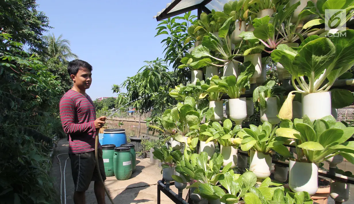 Warga menyirami tanamannya di Cikini, Jakarta, Jumat (29/9). Suku Dinas Ketahanan Pangan Kelautan dan Pertanian (KPKP) Jakarta Pusat menargetkan 16 urban farming atau pertanian kota tersebar di seluruh kecamatan. (Liputan6.com/Angga Yuniar)