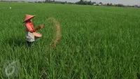 Jenis Pupuk Padi untuk Hasil Panen yang Melimpah, Lengkap dari Pupuk Dasar hingga Susulan