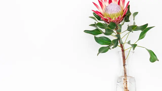 Ilustrasi white bird of paradise