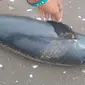 Lumba-lumba jenis Gandul ditemukan nelayan di Pantai Tangkolak, Desa Sukakerta, Kecamatan Cilamaya Wetan, Karawang, Minggu, 5 Januari 2020. (Foto: Liputan6.com/Abramena)