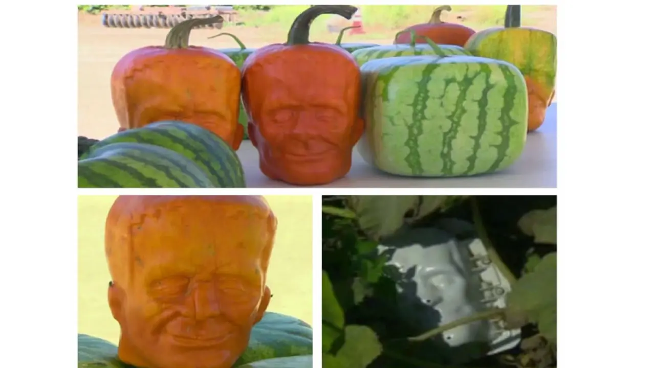Unik, Labu Keren Berbentuk Frankenstein Buat Halloween