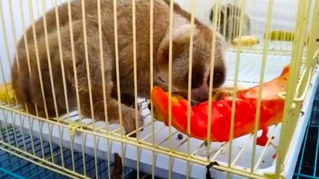Kukang sitaan penyidik Reskrimsus Polda Riau dari dua tersangka penjual satwa dilindungi.