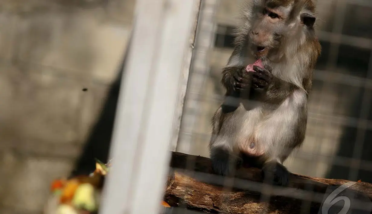 Monyet tersebut akan ditranslokasikan menjadi satu kelompok yang terdiri 8 ekor monyet dari 87 ekor monyet yang ditangkap karena dijadikan topeng monyet ke Hutan Suaka Margasatwa Cikepuh, Sukabumi, Jawa Barat, Rabu (24/9/2014) (Liputan6.com/Faizal Fanani)