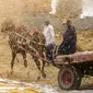 Seorang petani di atas kereta kuda di tengah sekam dari pabrik gandum di sebuah peternakan di provinsi Delta Nil al-Sharqia, Mesir, Rabu (11/5/2022). Mesir sedang mencoba untuk meningkatkan produksi gandum dalam negeri karena perang di Ukraina telah tegang pasokan gandum internasional. (AP Photo/Amr Nabil)