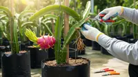 7 Konsep Kebun Buah dalam Polybag Cocok untuk Rumah Tanpa Tanah Luas