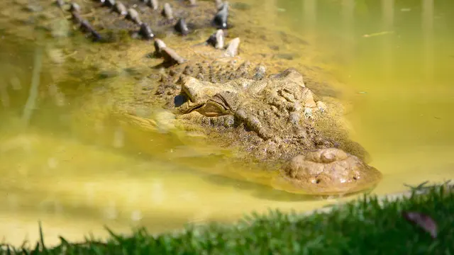 Ilustrasi buaya