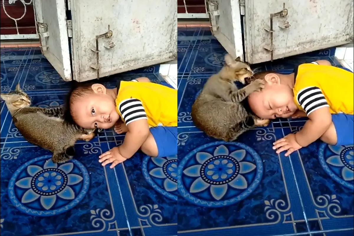 Viral, Video Bocah Menangis Histeris Diserang Kucing Saat Bermain
