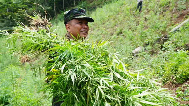 BNN RI memusnahkan ladang ganja di Provinsi Aceh.