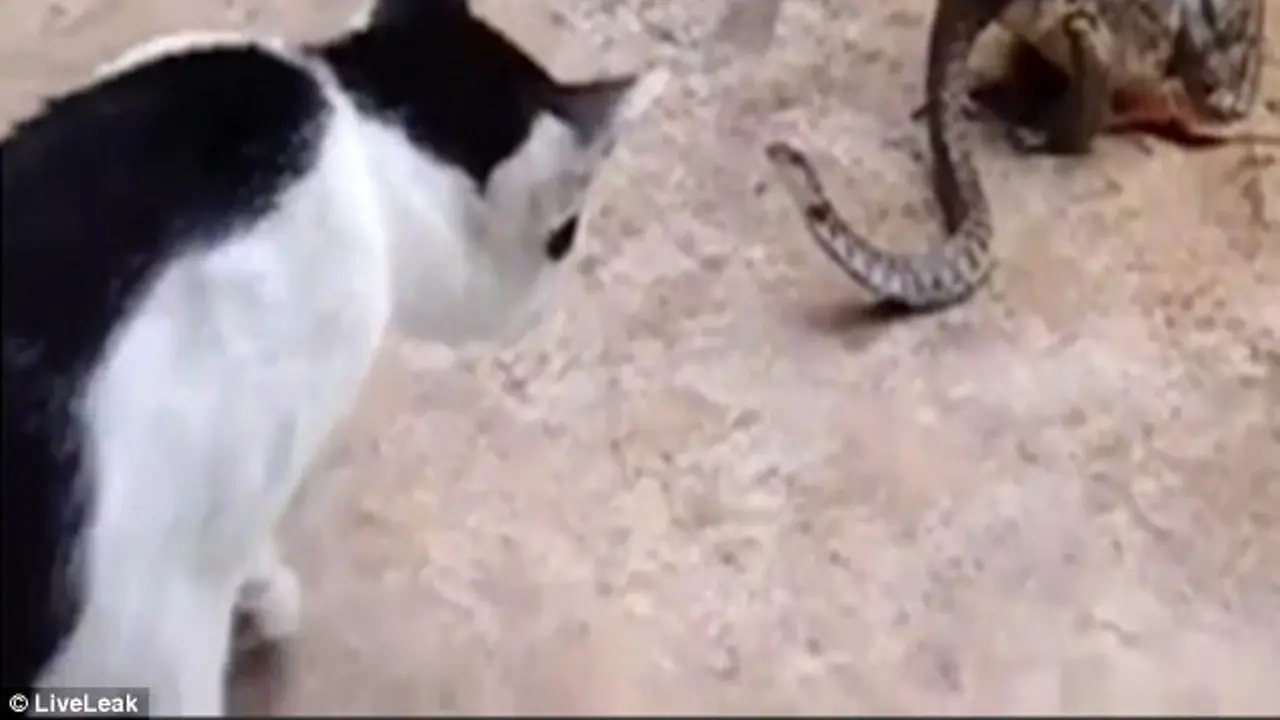 Video Detik-detik Pertarungan Kucing, Ular dan Kodok