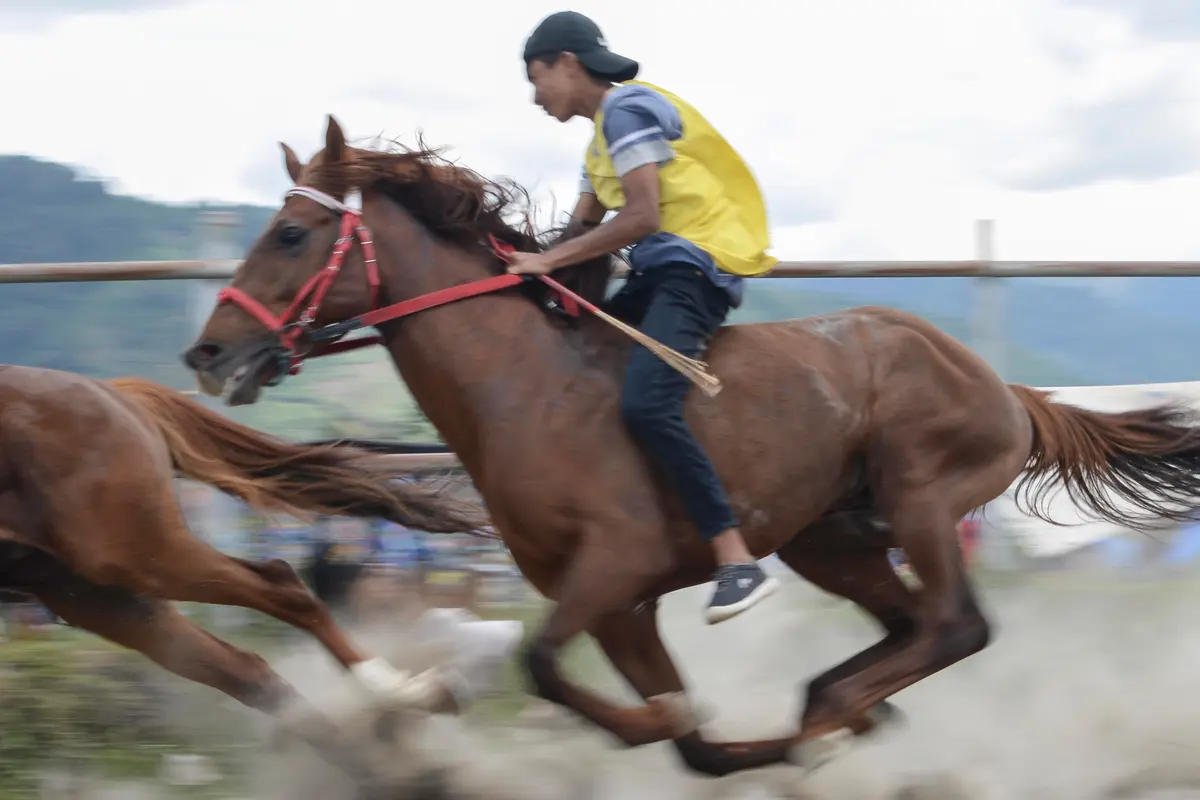 Perlombaan Pacuan Kuda Tradisional