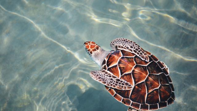 Ilustrasi mimpi, penyu