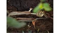 Duel Sengit King Kobra 3,5 Meter Vs Ular Piton 1,5 Meter, Siapa yang Menang?