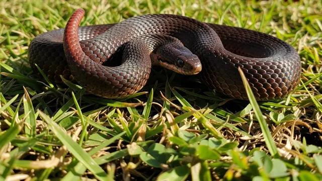 Ular Ekor Buntung (Cylindrophis ruffus)